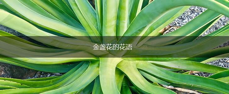 金盏花的花语,第1张