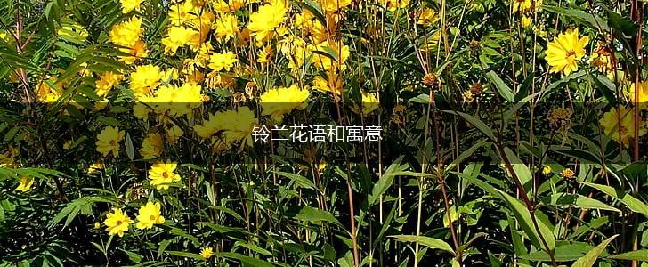 铃兰花语和寓意,第1张