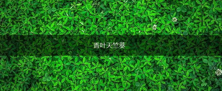 香叶天竺葵,第1张