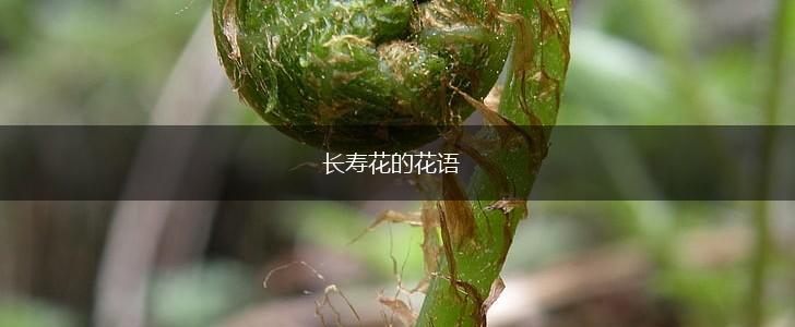 长寿花的花语,第1张