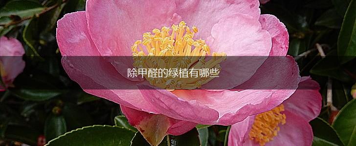 除甲醛的绿植有哪些,第1张