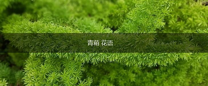 青葙 花语,第1张