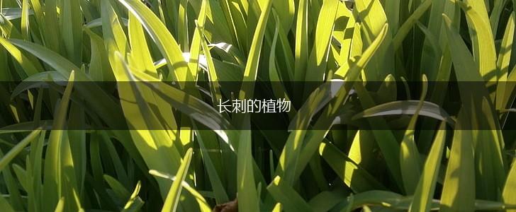 长刺的植物,第1张