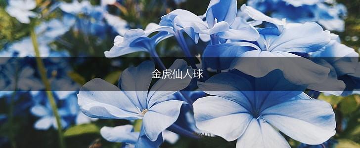 金虎仙人球,第1张