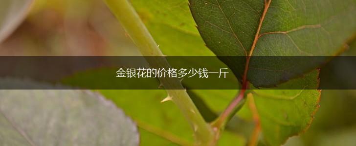 金银花的价格多少钱一斤,第1张