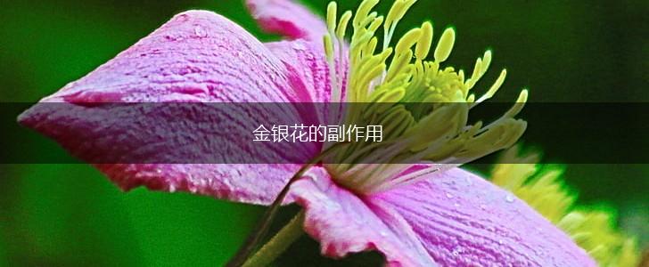 金银花的副作用,第1张