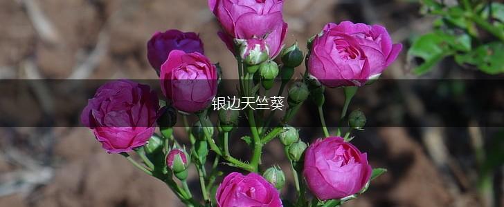 银边天竺葵,第1张