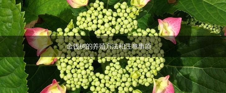 金钱树的养殖方法和注意事项,第1张