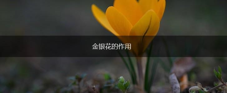 金银花的作用,第1张