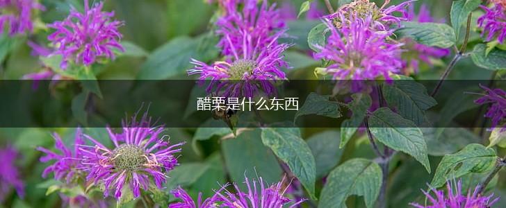 醋栗是什么东西,第1张