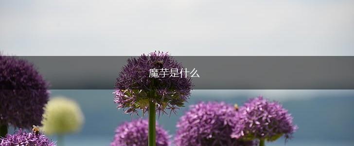 魔芋是什么,第1张