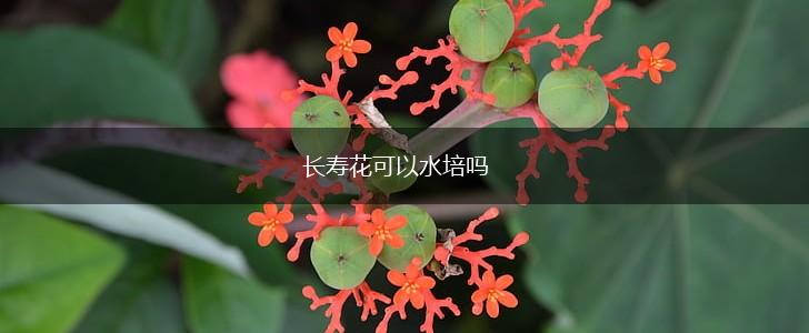 长寿花可以水培吗,第1张