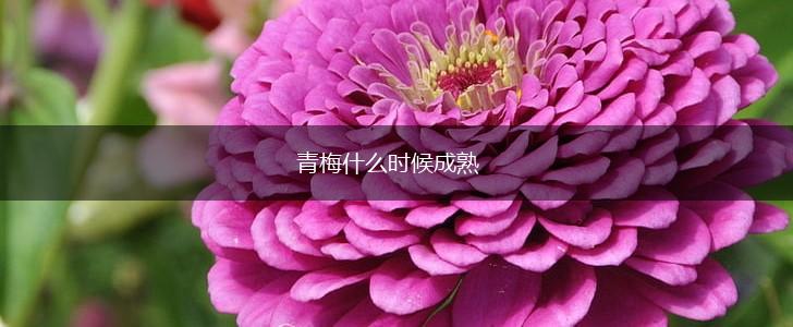 青梅什么时候成熟,第1张