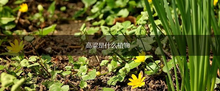 高粱是什么植物,第1张