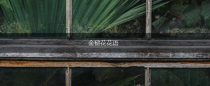 金槌花花语,第1张 金槌花花语,第1张