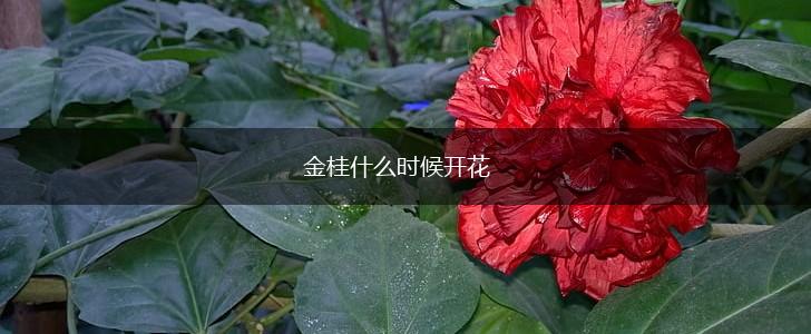 金桂什么时候开花,第1张