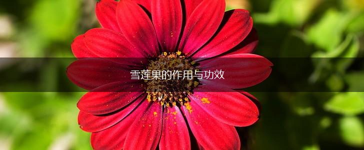 雪莲果的作用与功效,第1张