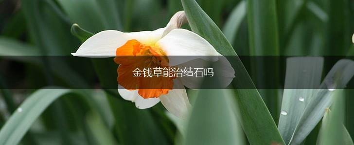 金钱草能治结石吗,第1张