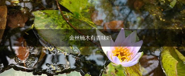 金丝楠木有香味吗,第1张