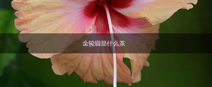 金骏眉是什么茶,第1张