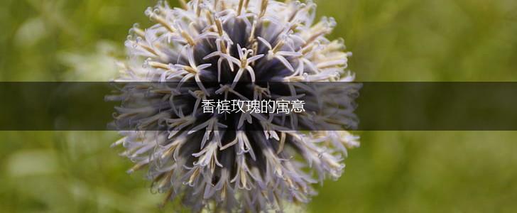 香槟玫瑰的寓意,第1张