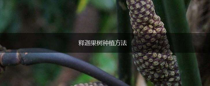 释迦果树种植方法,第1张