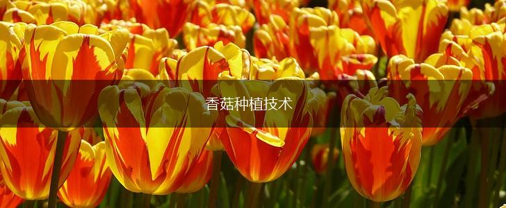 香菇种植技术,第1张