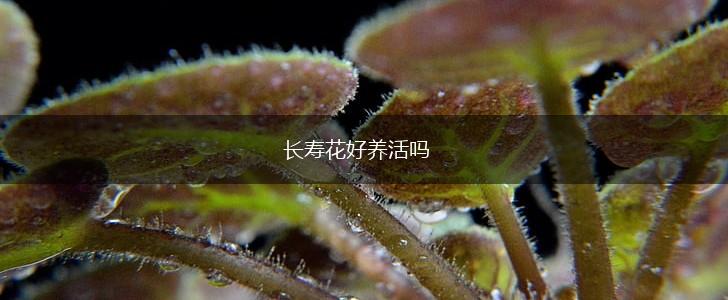 长寿花好养活吗,第1张