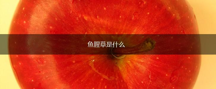 鱼腥草是什么,第1张