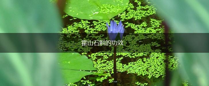 霍山石斛的功效,第1张