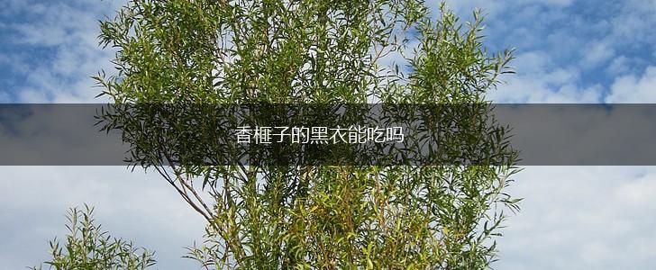 香榧子的黑衣能吃吗,第1张