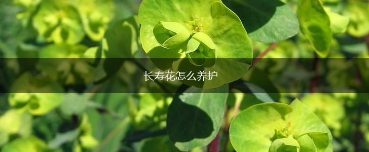 长寿花怎么养护,第1张