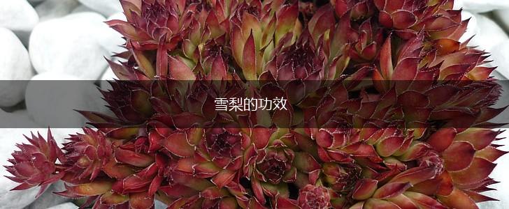 雪梨的功效,第1张