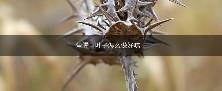 鱼腥草叶子怎么做好吃,第1张