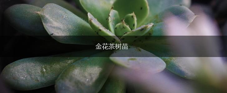 金花茶树苗,第1张