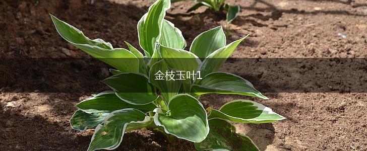 金枝玉叶1,第1张 金枝玉叶1,第1张