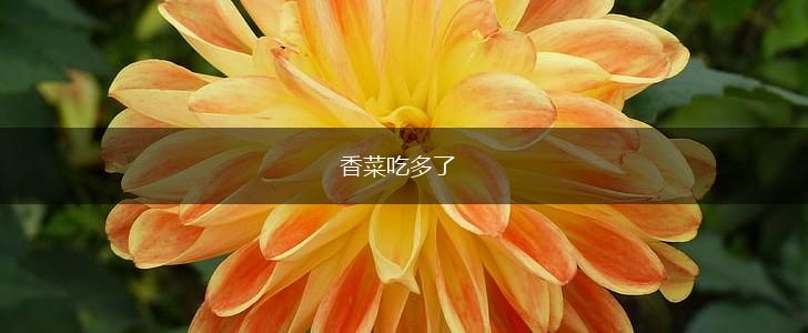 香菜吃多了,第1张