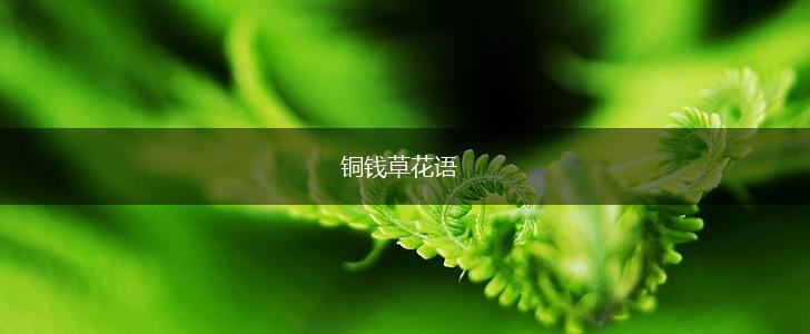 铜钱草花语,第1张