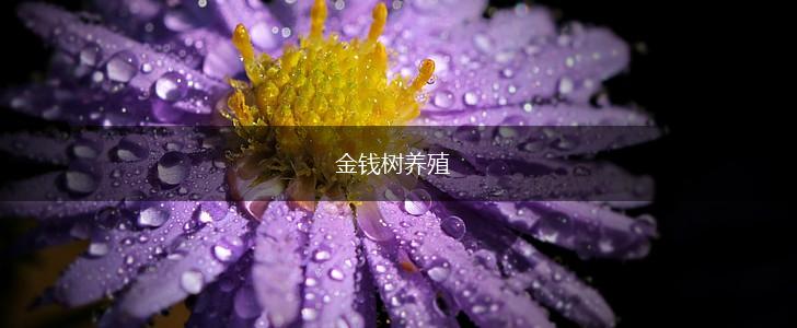 金钱树养殖,第1张