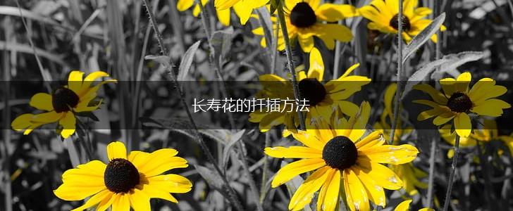 长寿花的扦插方法,第1张