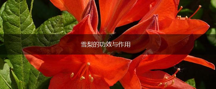 雪梨的功效与作用,第1张