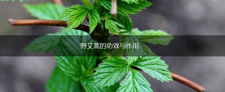 野艾蒿的功效与作用,第1张
