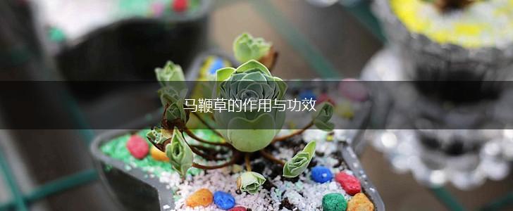 马鞭草的作用与功效,第1张