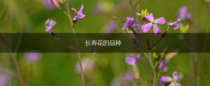 长寿花的品种,第1张