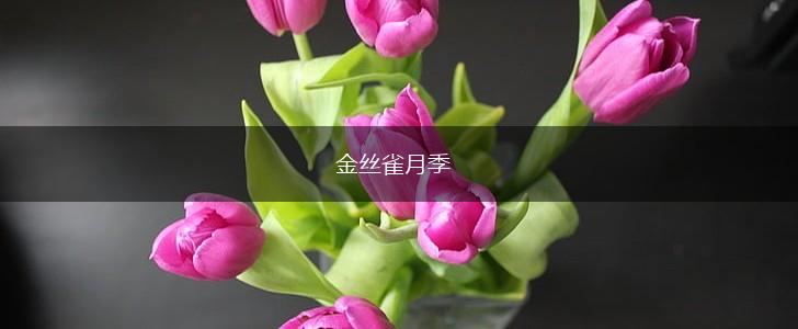 金丝雀月季,第1张 金丝雀月季,第1张