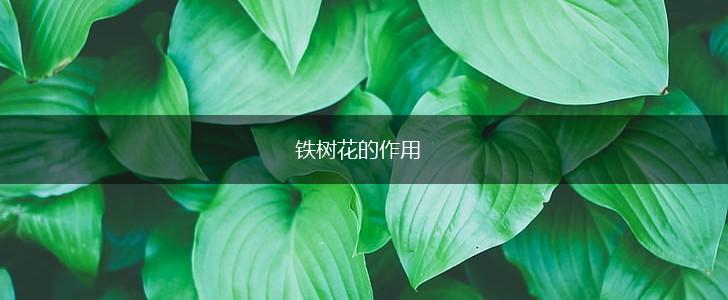 铁树花的作用,第1张