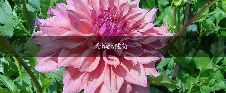 金焰绣线菊,第1张