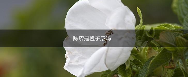 陈皮是橙子皮吗,第1张