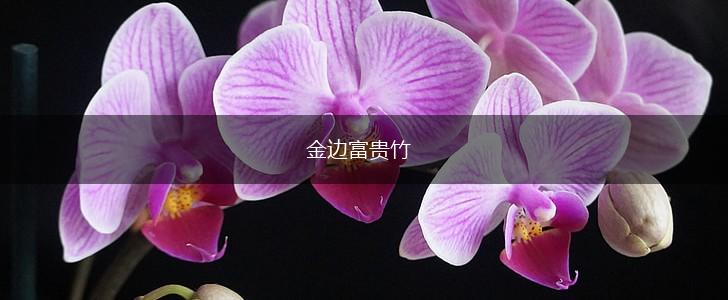 金边富贵竹,第1张