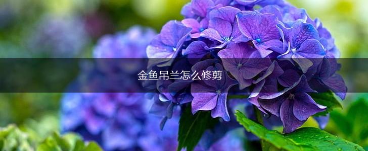 金鱼吊兰怎么修剪,第1张